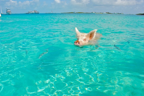 Atlantis Paradise Island, Bahamas